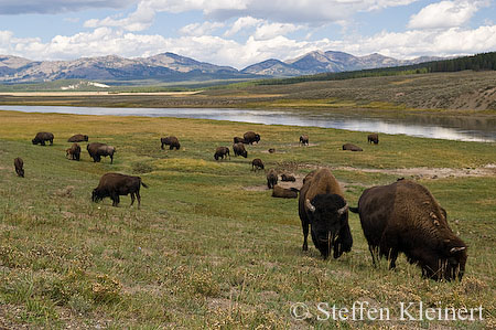 029 Amerikanischer Bison - Buffalo